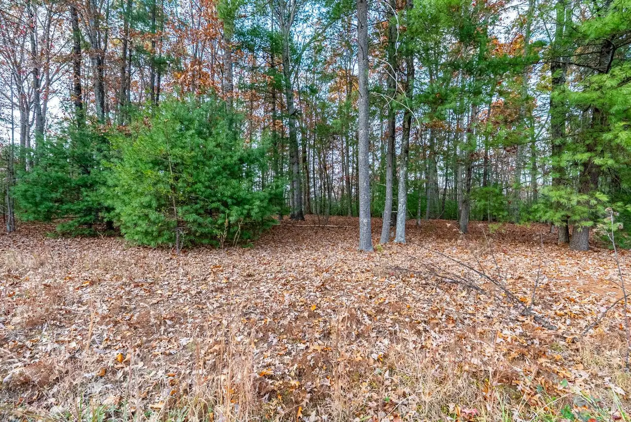 Wooded lot with leaf-covered ground and pine trees at 0 Blue Sky Ct, Monroe VA